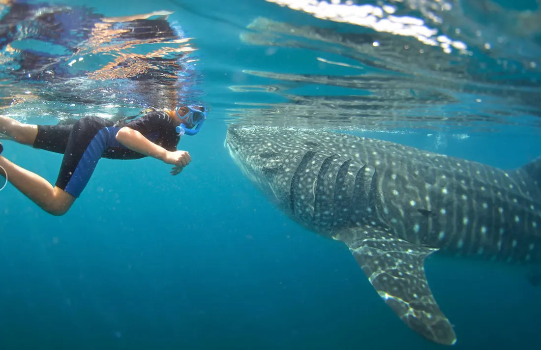 Person swimming up to a whale shark.