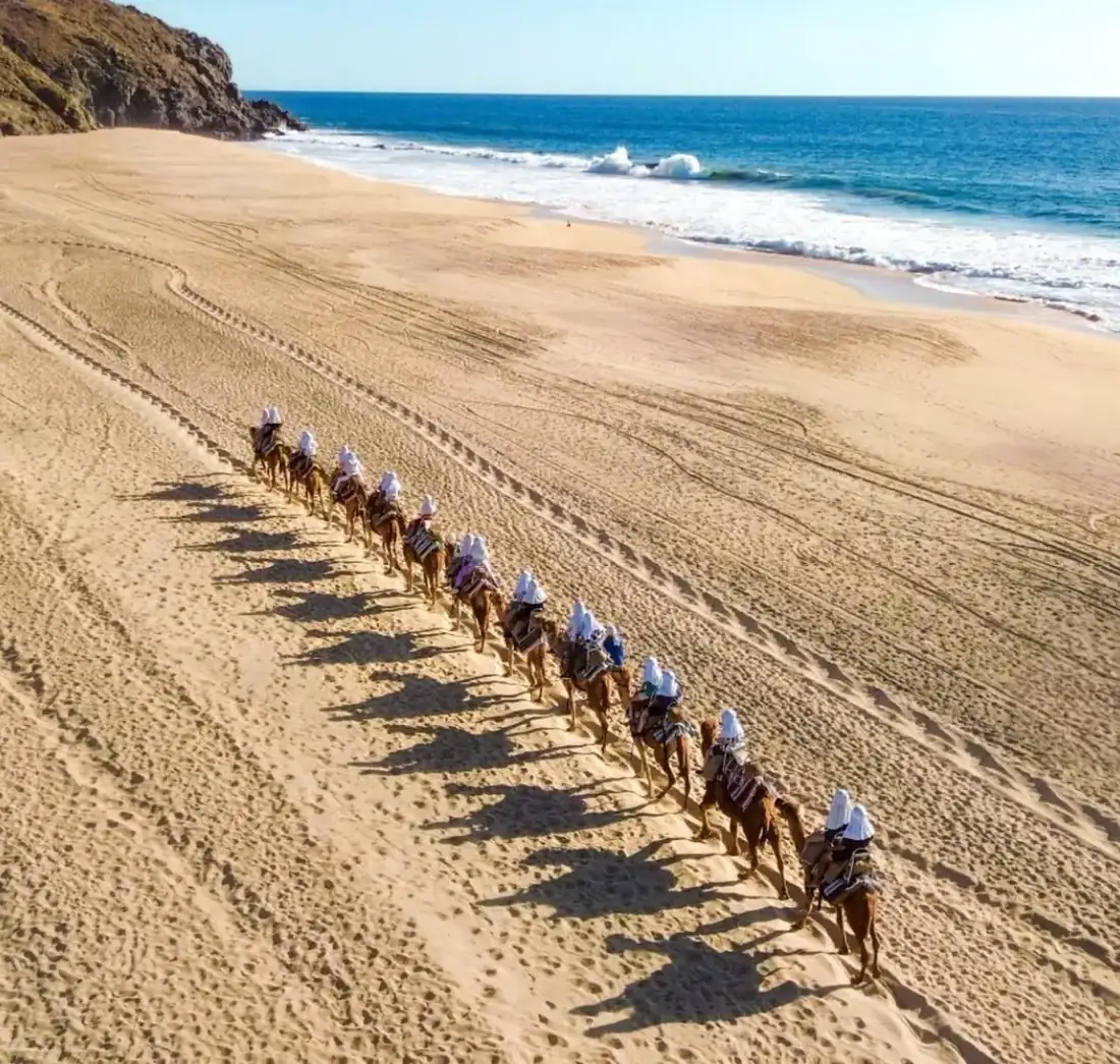 People riding camels on the shores of Cabo San Lucas, Mexico. 