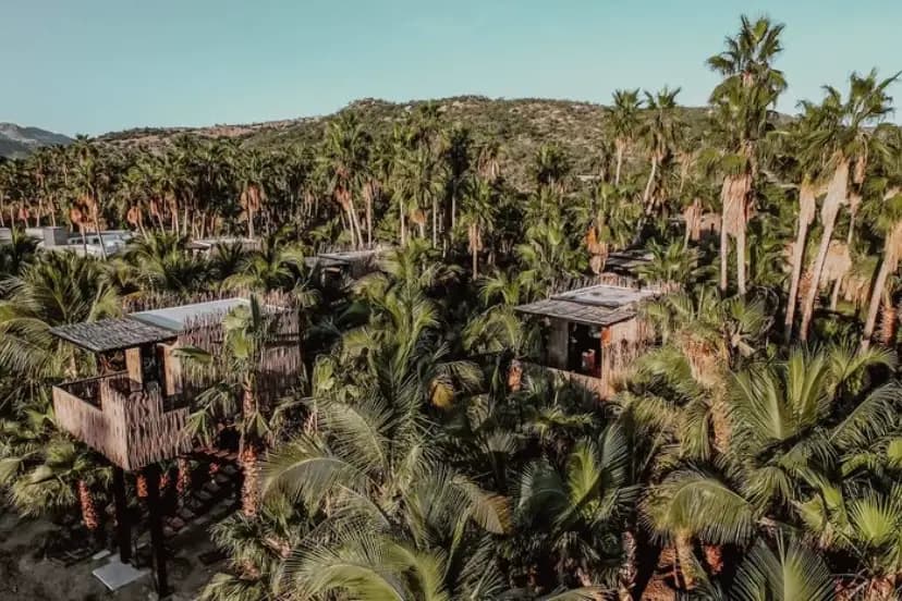Treehouse rooms hidden in the palm trees of the East Cape.