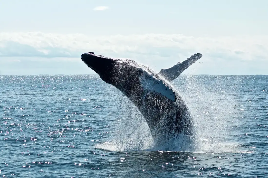 Whale jumping out of the water, doing a back flip.