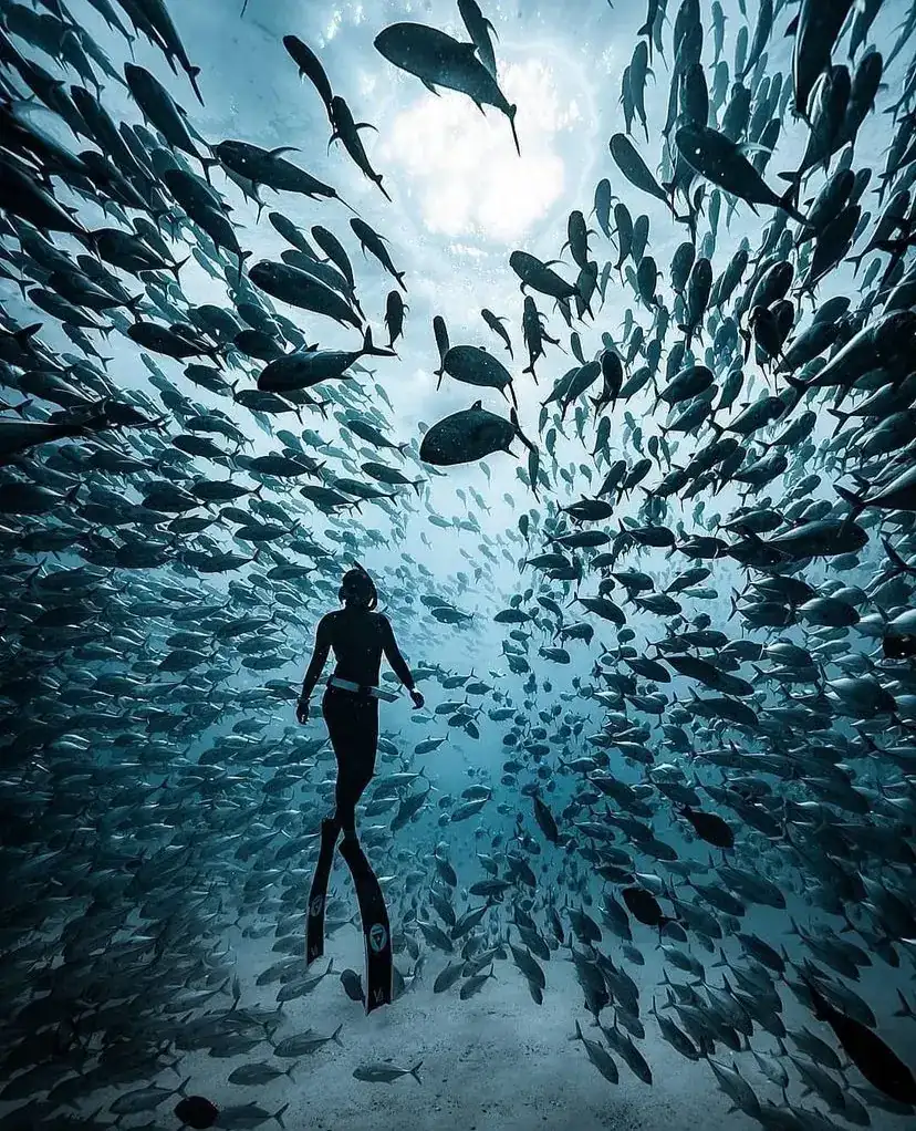 Person wearing snorkel gear in Cabo Pulmo surrounded by a school of fish. 