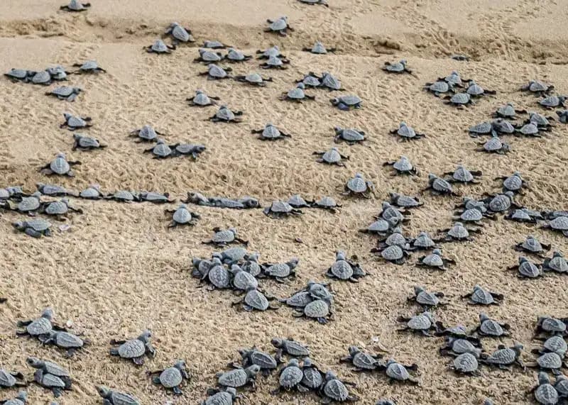 Sandy shore covered with newly born turtles. 