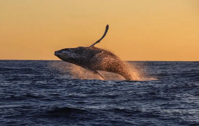 Humpback whale doing a flip over the water in Cabo San Lucas, Mexico.
