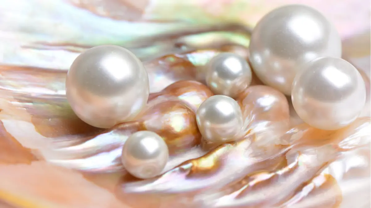 Pearls resting inside of a clam. 
