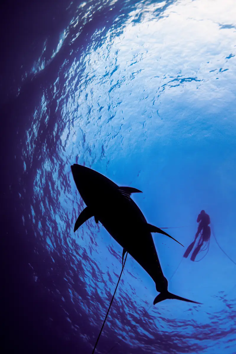 Shot from bellow, you can see a person with snorkel gear swimming to the surface, with their catch following them on the spearfishing line.