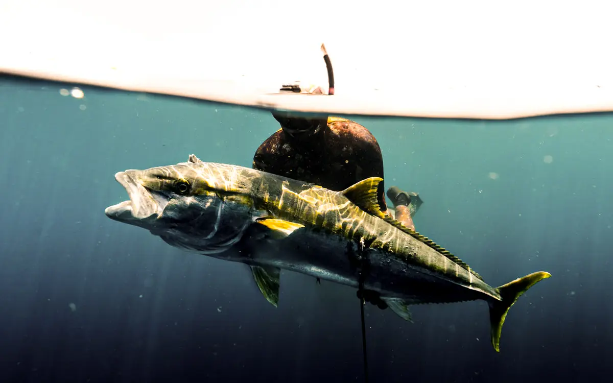Half underwater half over shot of a person with snorkel gear with a fish in front of them.