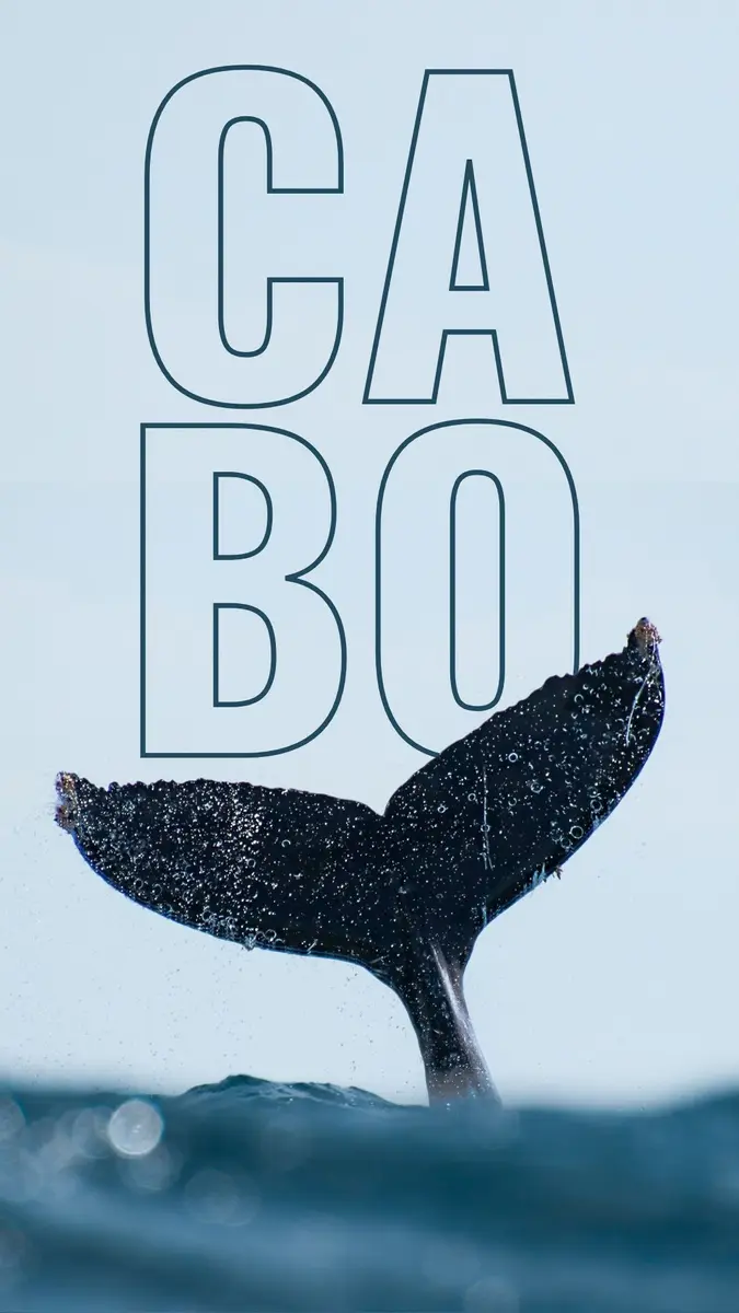 Whale tail splashing out of the water with a text that reads "Cabo" hiding partially behind it.