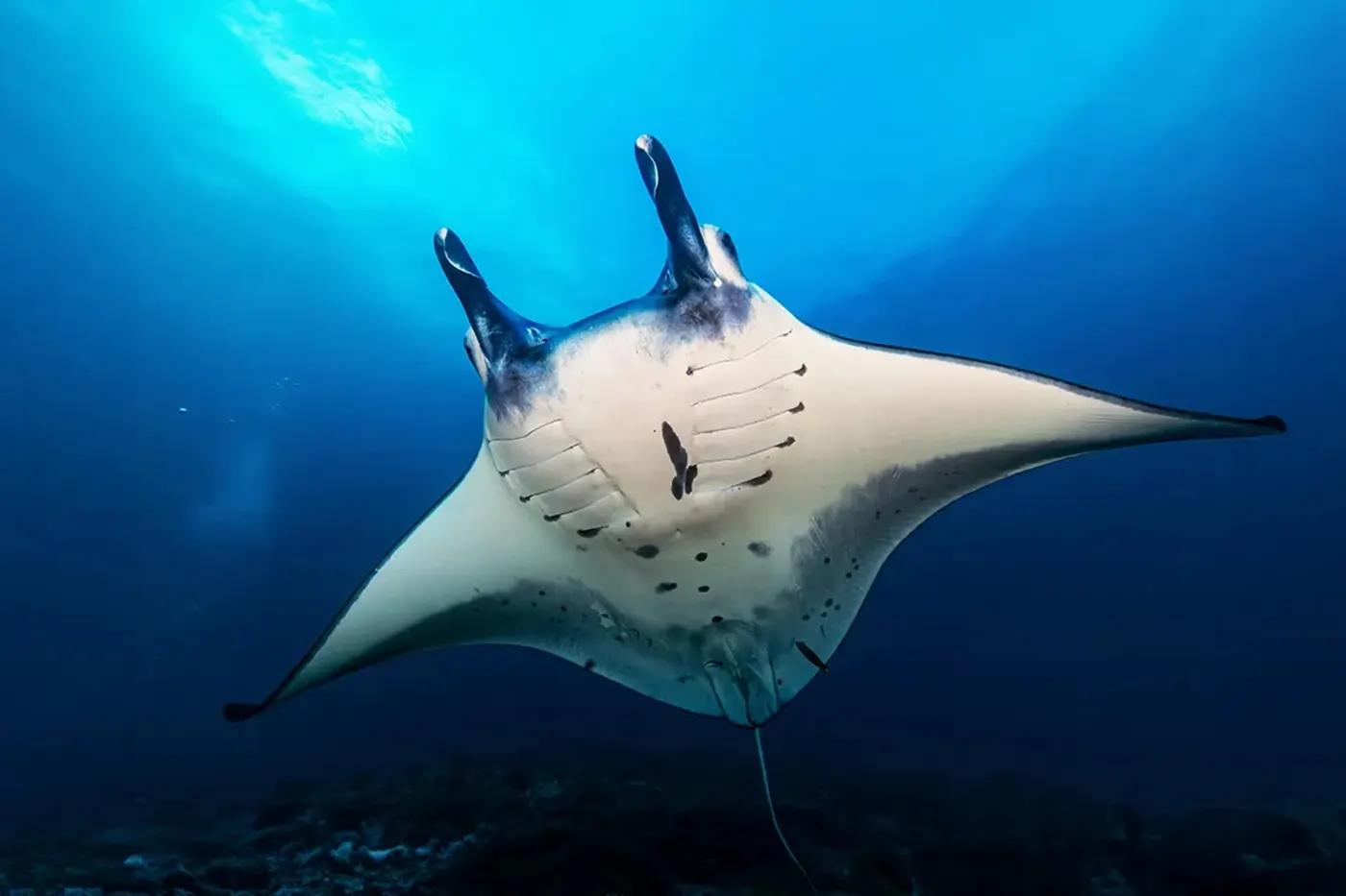 Manta Ray in Cabo Pulmo