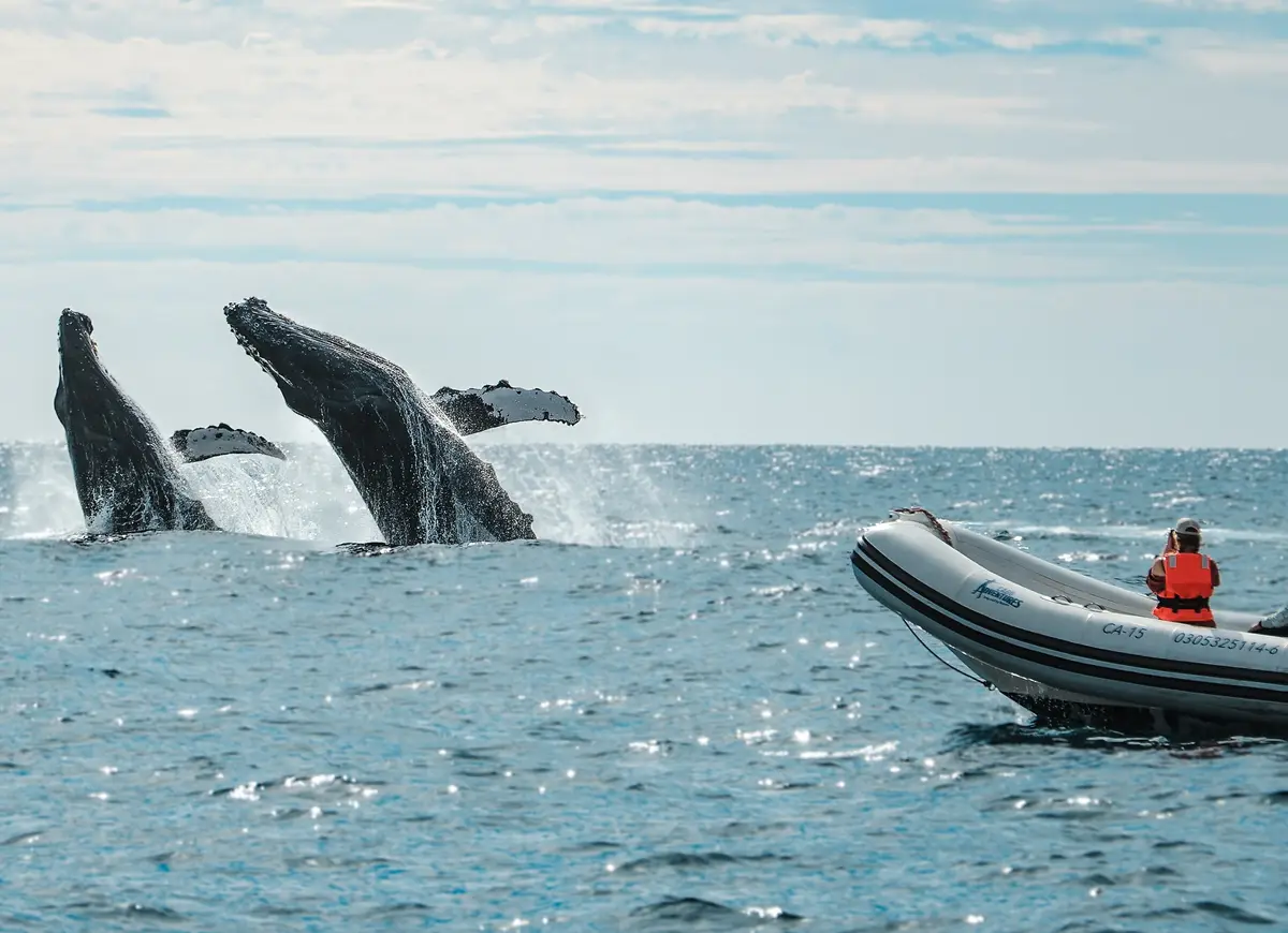 Two whales jumping in the Sea of Cortez in Cabo, Mexico for viewers to watch.
