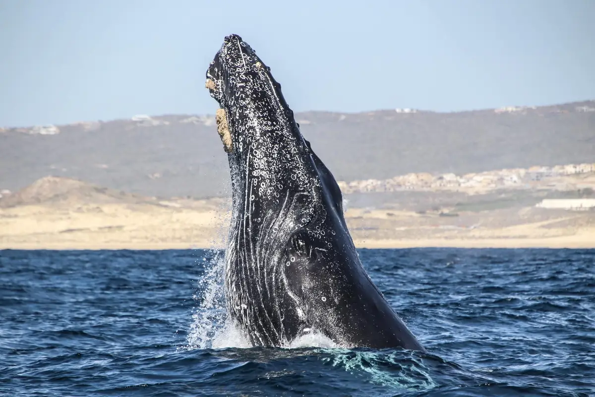 Whale breaking the surface with its head in the Sea of Cortez in Cabo, Mexico.