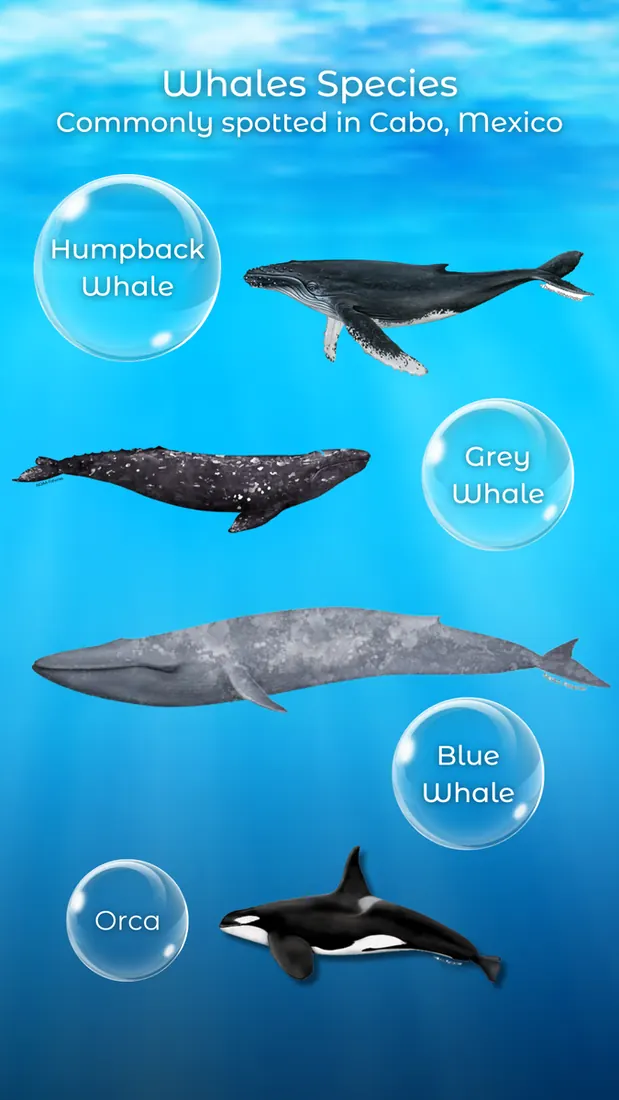 Infographic with different whales seen in Cabo, Mexico, featuring: Humpback Whale, Grey Whale, Blue Whale, and Orca.