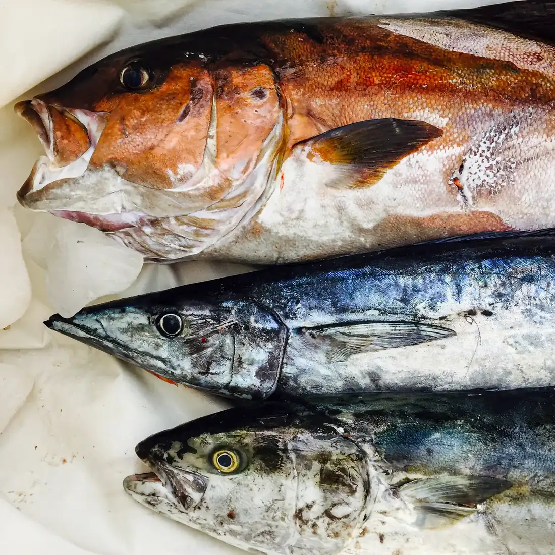 Three different fish caught by spearfishing, from top to bottom, a red one, a blue one, and a silver one.